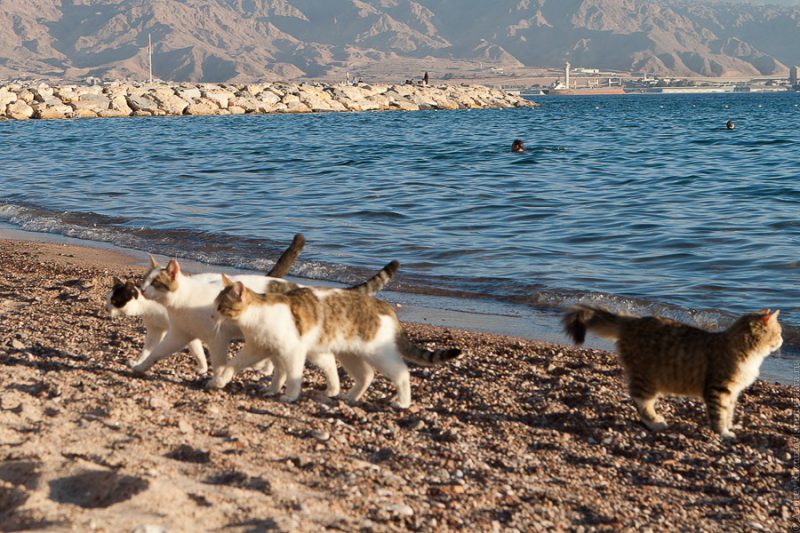 Фотография: Даже они на отдыхе, а ты нет: фотографии котиков, которые вызовут зависть №13 - BigPicture.ru
