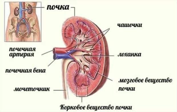 Очищение почек: советы натуропата