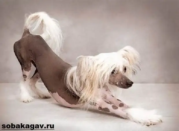 Китайская хохлатая собака. Описание, особенности, уход и цена китайской хохлатой