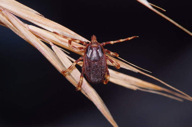 ЛДПР предлагает включить экспресс-тестирование клещей в программу ОМС