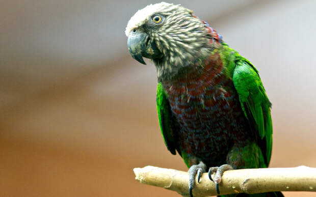 Животные Южной Америки: веерный попугай