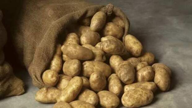 Чем опасна картошка? | Русская весна