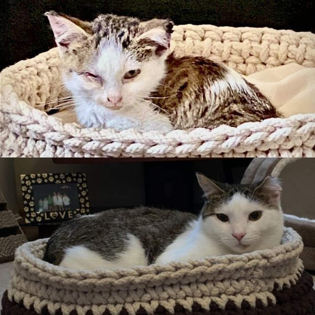 Снимки животных до и после того, как они обрели дом и любящих хозяев