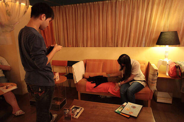 Кото-кафе в Осаке