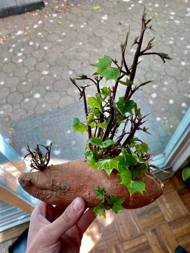 Показательные снимки из серии а что будет, если...