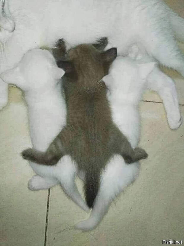 aee300c5e3ba31cba3ea3fda9e353594 (525x700, 210Kb)