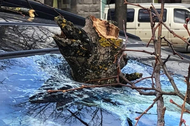 Юрист Воропаев сказал, как взыскать ущерб за упавшее на авто дерево