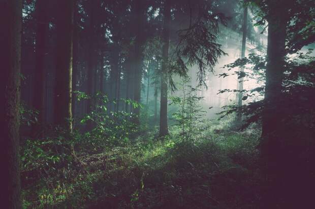 Спасатели нашли женщину, заблудившуюся в лесу, на дереве