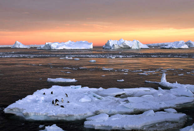 Пингвины Адели на льдине, Восточная Антарктида