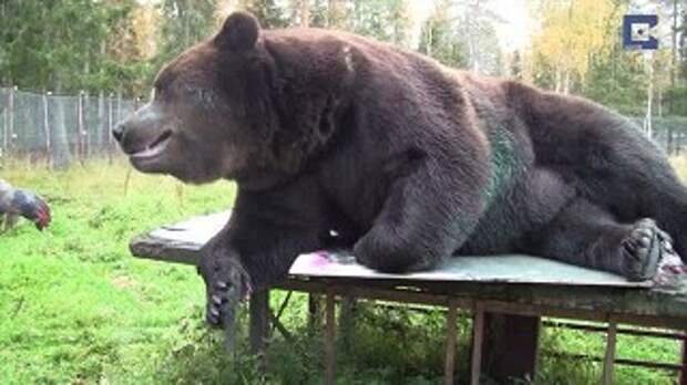 This Family Was Shocked To Find That A Giant Bear Has Moved In Under Their House