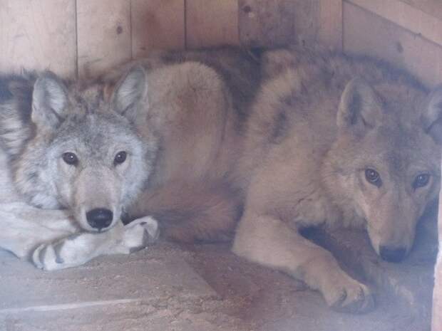 Два забитых волчонка жались друг к другу в тесной клетке волк, волки, волчонок, дикие животные, зоопарк