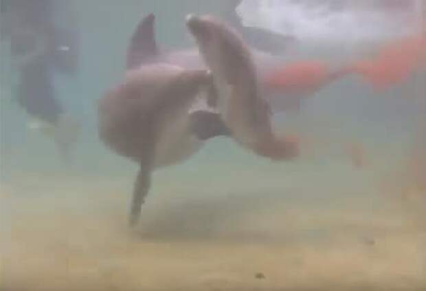 Первый мамин осмотр и первый поцелуй видео, животные, рождение дельфина