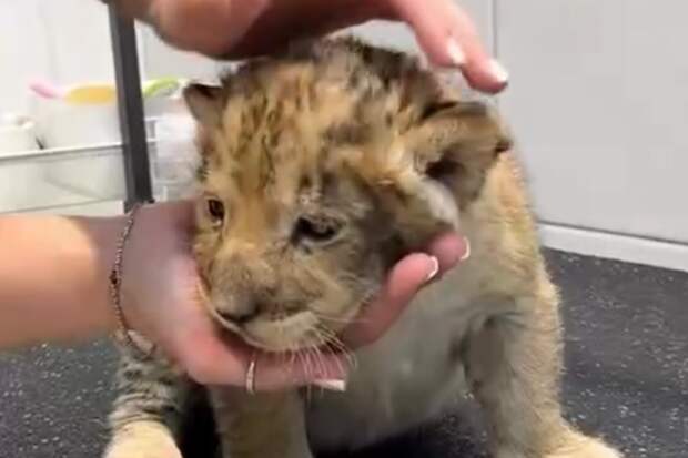 Росприроднадзор обратился в полицию из-за ролика со львенком в груминг-салоне