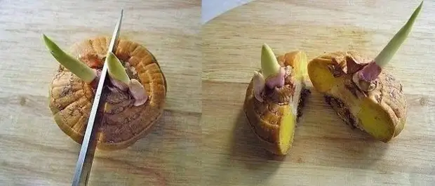 Как правильно размножить гладиолусы перед посадкой