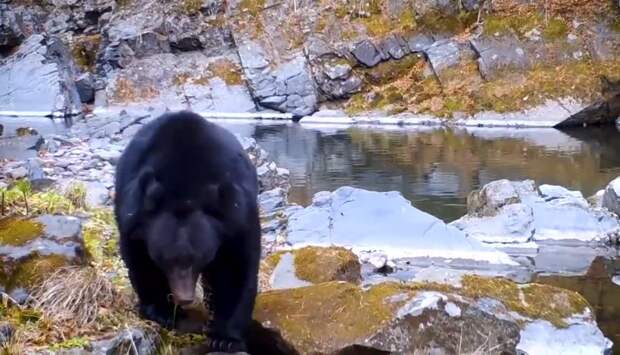Медведь-засоня попал в фотоловушку в Приморье