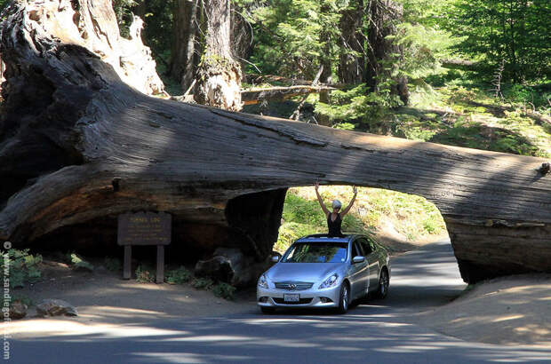 В Калифорнии рухнула «Первая хижина»: циклон повалил знаменитое дерево-туннель Калифорния США, дерево, секвойя