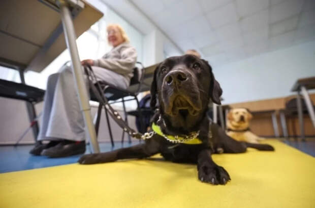 Ветеринар Горелова объяснила, как обезопасить животных в Новый год