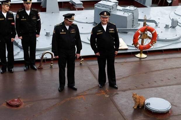 Минобороны показало новые фото военно-морского кота и назвало его кличку