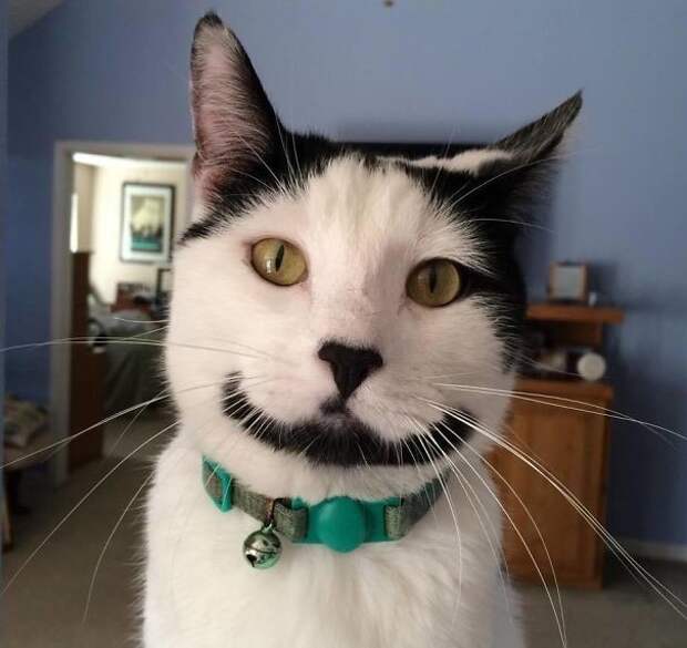 Необычный Сириус животные, забавно, коты, кошки, неожиданно, окрас, окрас кошек, фото