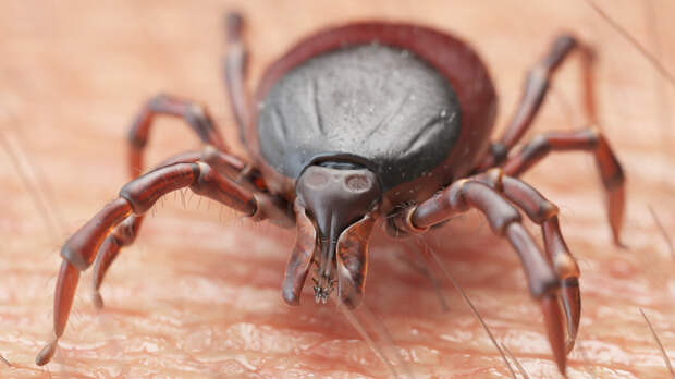 Россиянам перечислили опасные симптомы после укуса клеща