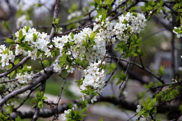 bird-cherry-tree-3070515_960_720 alt
