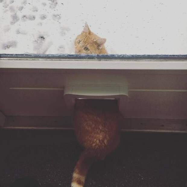 Трудности взаимоотношений кошек со снегом