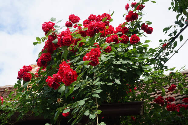 Флорист Николаева: борная кислота поможет розам на даче зацвести