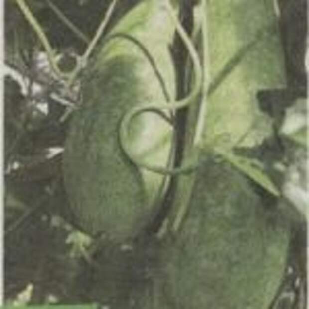 Тыква восковая? Лучше не бывает