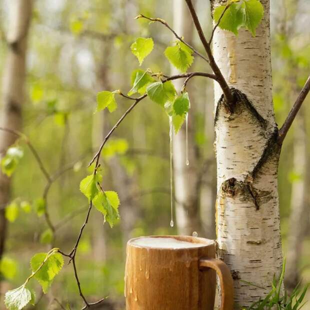 Берёзовый Сок – Напиток Предков