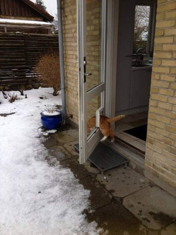 Непостижимая кошачья логика