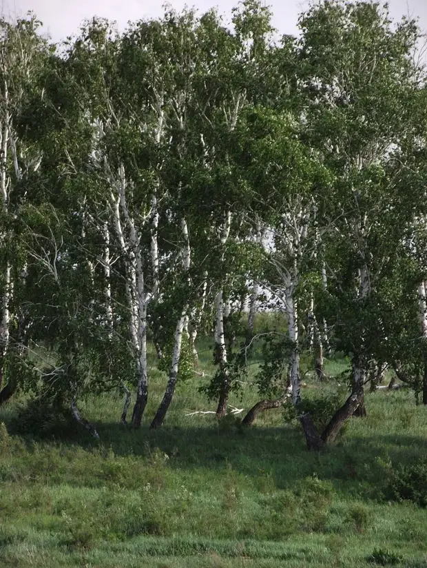 Аркаим: город-сказка? | Первые впечатления от прикосновения к Вечности