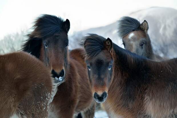 Особая порода исландских лошадей - источник шкур и мяса для исландцев.