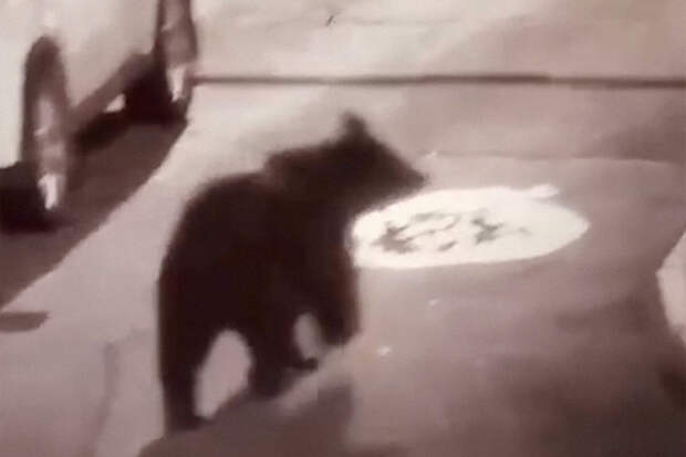 В Красноярске ввели режим повышенной готовности из-за медведей в городе
