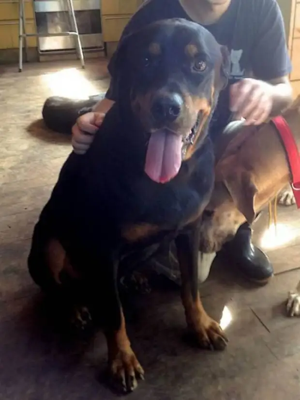 Ротвейлеру не дали умереть