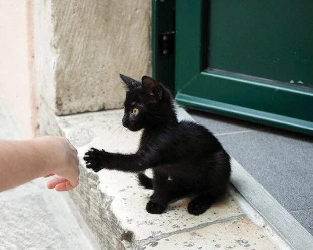Чёрная кошка у вас на пороге: что это означает?