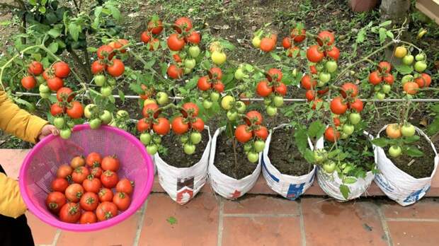 Выращиваем сладкие помидорки на балконе в мешках