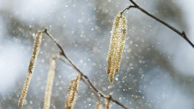 Врач Исмаилов: в начале весны легко перепутать аллергию и инфекцию