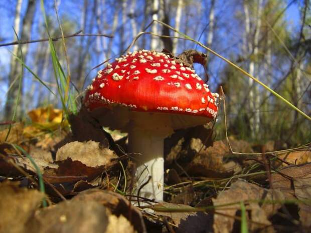 осенние грибы фото - 10