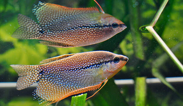 Фото: Пара рыбок гурами