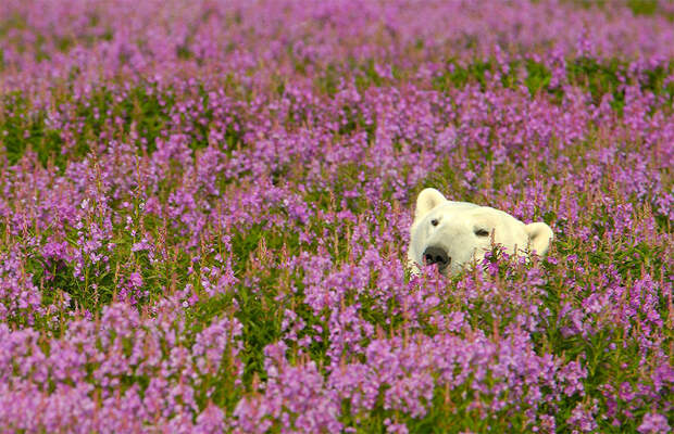 Белые медведи не в снегу, но в цветах: такого вы еще не видели