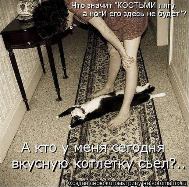 Лучшие котоматрицы недели (50 фото)