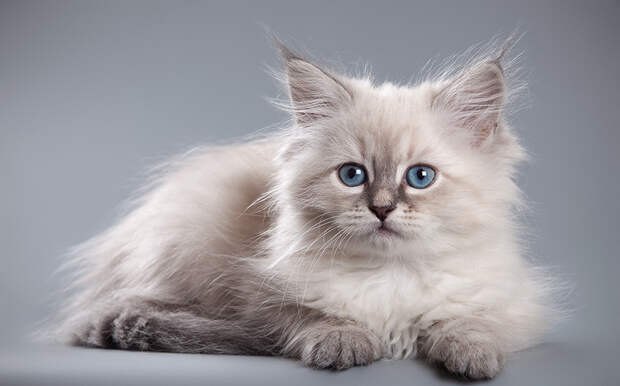 Порода кошек невская: фото и описание, характеристика породы, отзывы