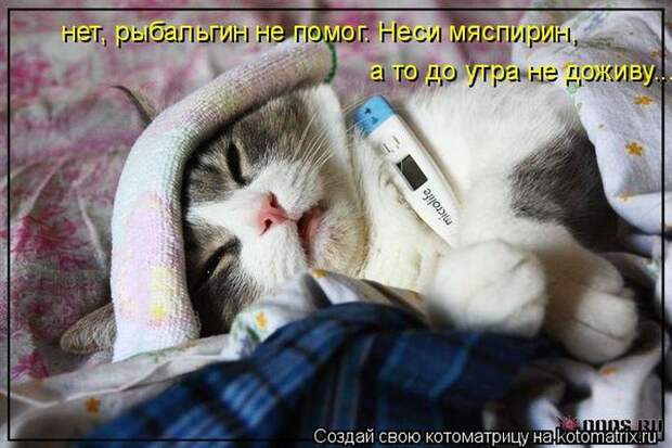 Лучшие котоматрицы недели (50 фото)