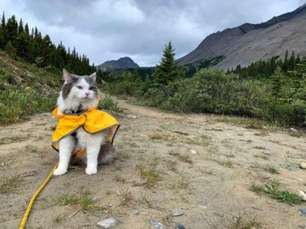 Кот из Канады путешествует по горам и ведет себе Инстаграм