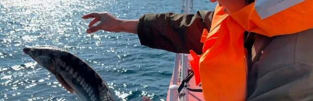 Более 600 фактов браконьерства пресекли на Каспии в 2025 году