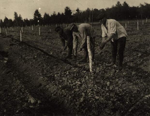 Уход за посаженной картошкой и огурцами. СССР, 1930 год.