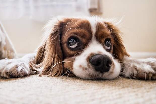 Собака/фото: pixabay.com