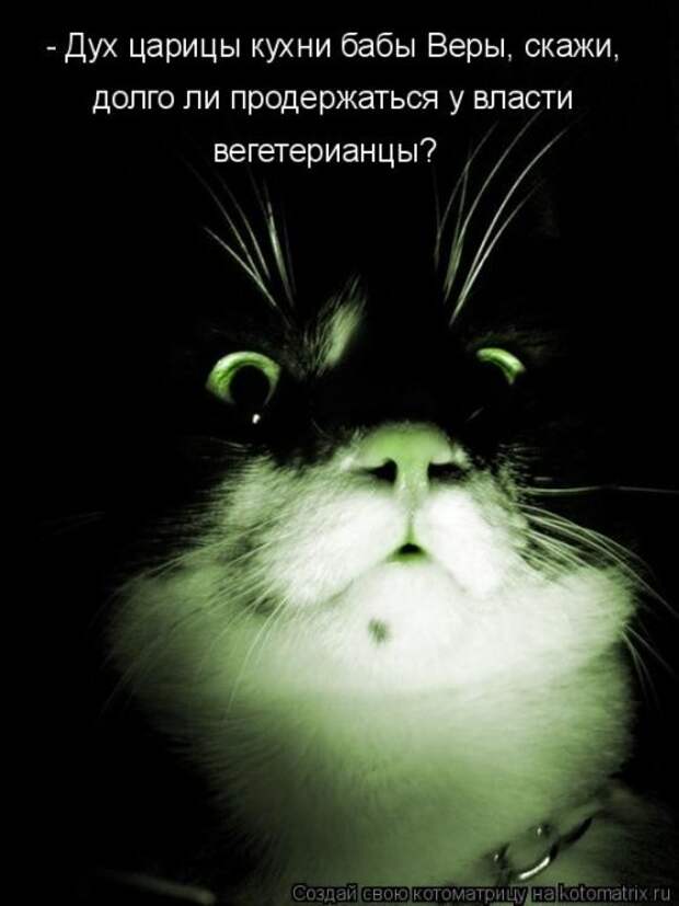 Новая котоматрица недели (39 фото)
