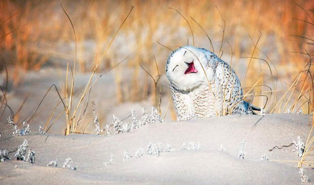 Призеры конкурса фотографий Comedy Wildlife Photography Awards 2019