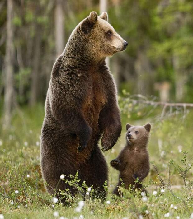 Медведи финских лесов
